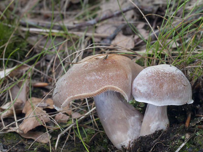 Cortinarius subcompar